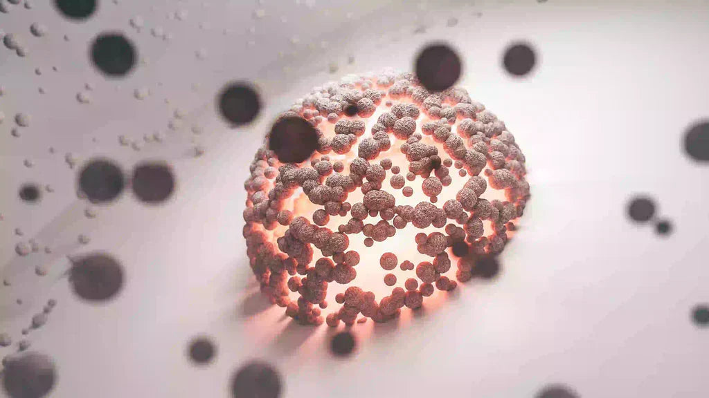 spermidina beneficii