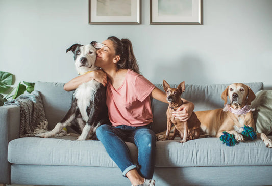 ESTE CBD SIGUR PENTRU ANIMALELE DE COMPANIE?