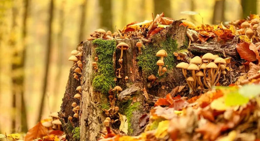 5 ciuperci despre care trebuie să știi mai multe