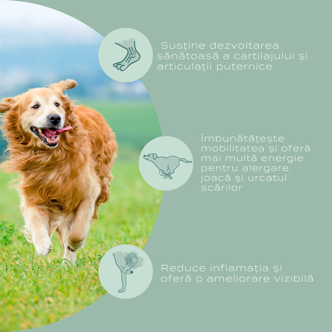 Infografic cu câine activ care ilustrează beneficiile pentru articulații: susține sănătatea cartilajului, îmbunătățește mobilitatea și energia la mișcare, reduce inflamațiile și disconfortul articular.
