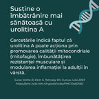 urolitina